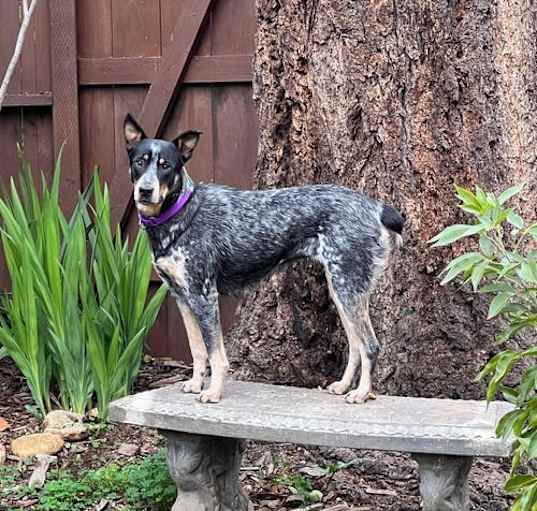Photo of Franny - URGENT!!