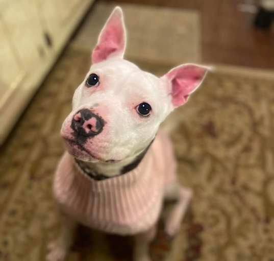 Photo of Kenna - Foster Needed