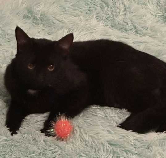 Photo of Bing