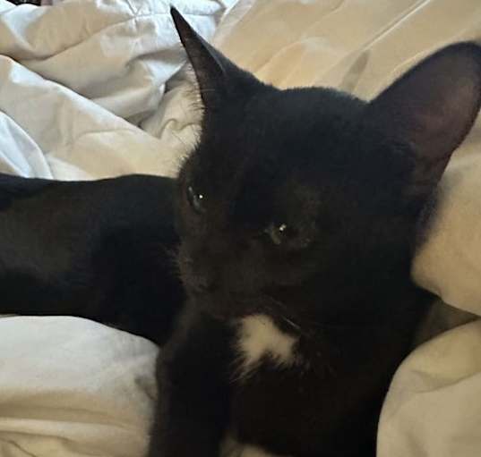 Photo of Onyx