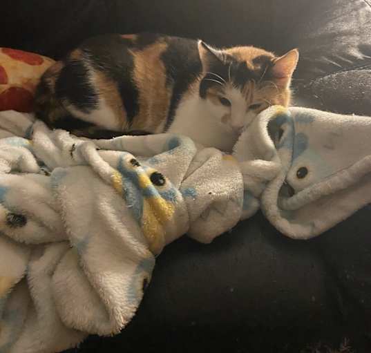 Photo of Primrose