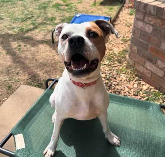 Photo of Ace