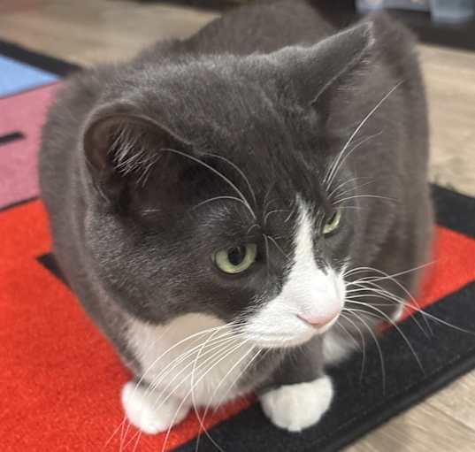 Photo of Coco