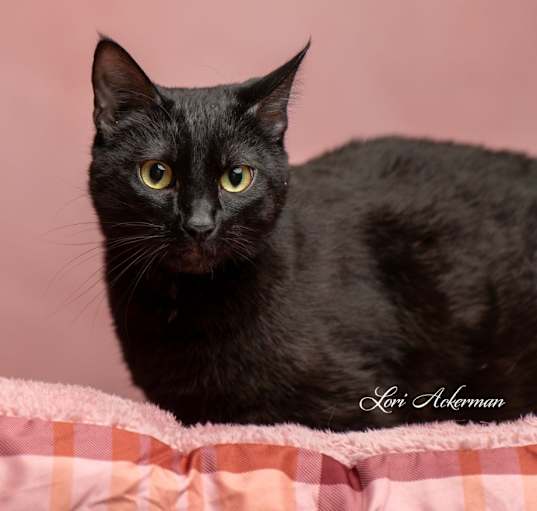 Photo of Sable