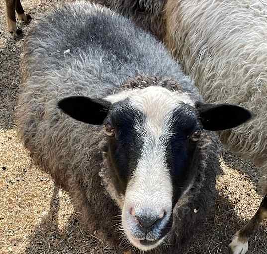 Photo of Dosa / Nina / Zoe