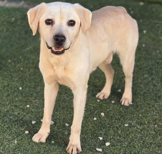 Photo of Sammy(HOLD)