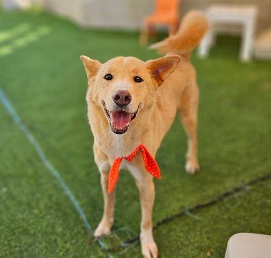Photo of Cookie