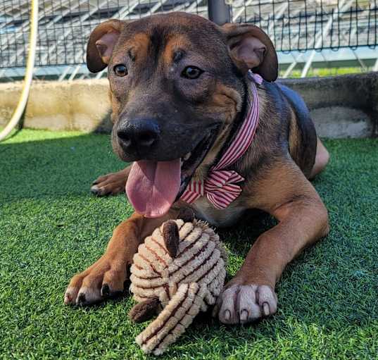 Photo of Cinnamon