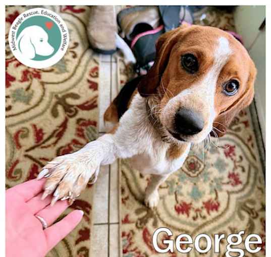 Photo of GEORGE
