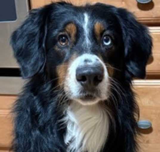 Photo of Bandit