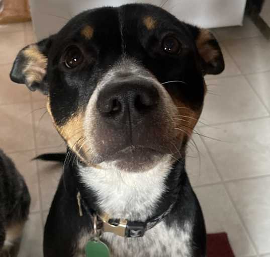 Photo of Olive