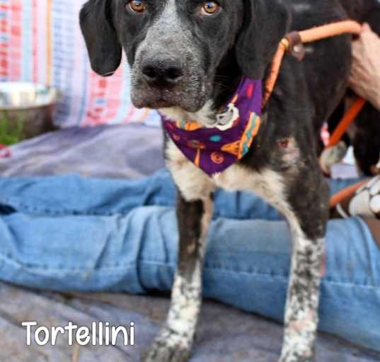 Photo of Tortellini