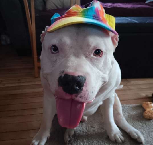 Photo of Bo