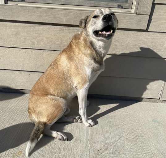 Photo of Milo