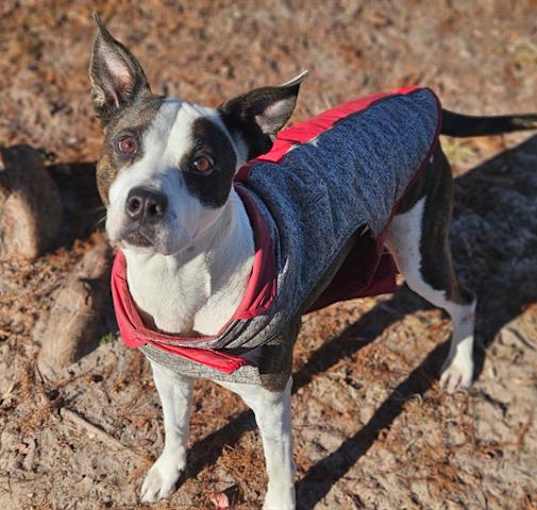 Photo of COOKIE
