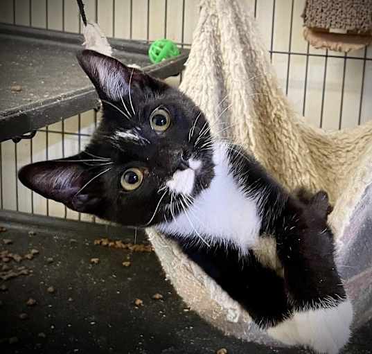 Photo of Blitzen