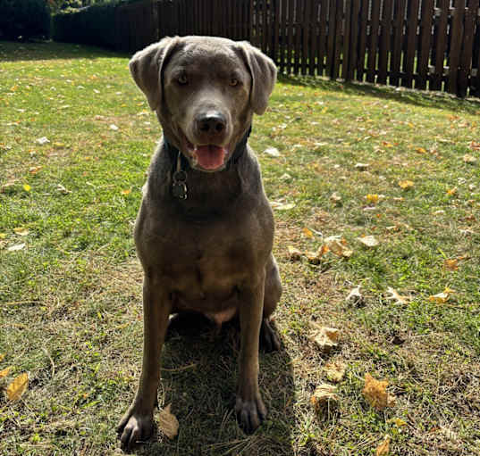 Photo of Boone