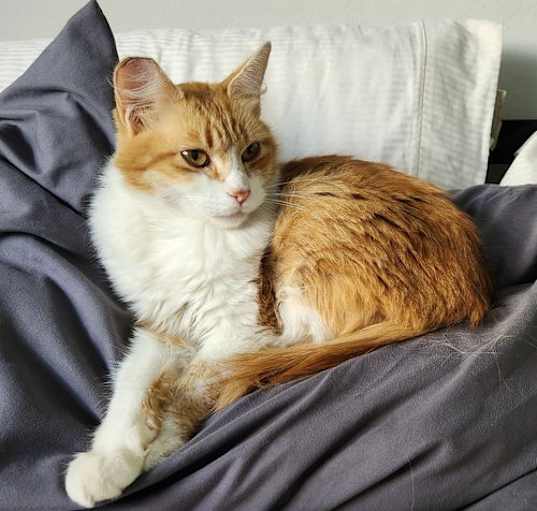 Photo of Disky (bonded w/ Karaoke)