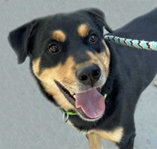 Photo of SISKO