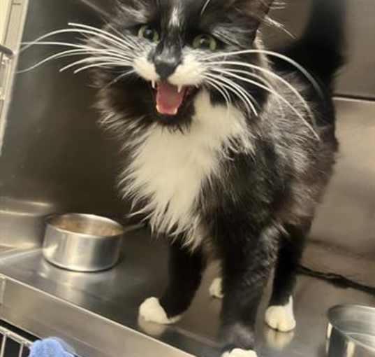Photo of CLEOCATRA