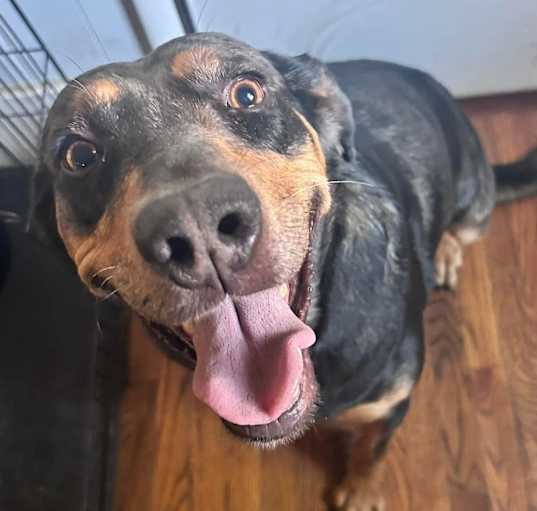 Photo of Meatball