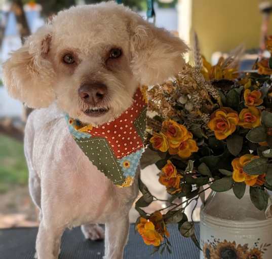 Photo of COCO