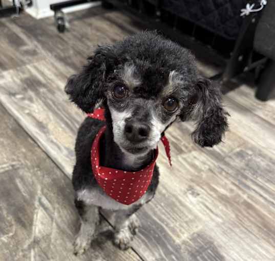 Photo of Romeo