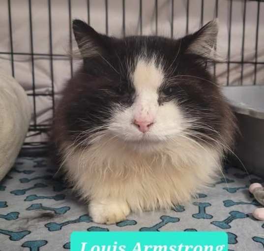 Photo of Louis Armstrong