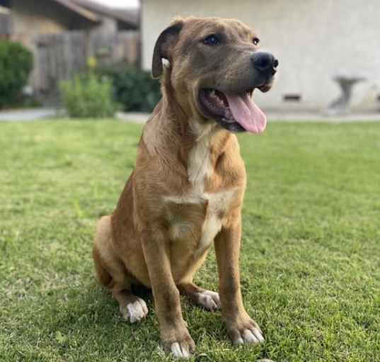 Photo of Apollo