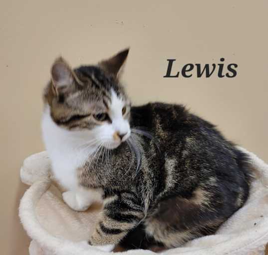Photo of Lewis