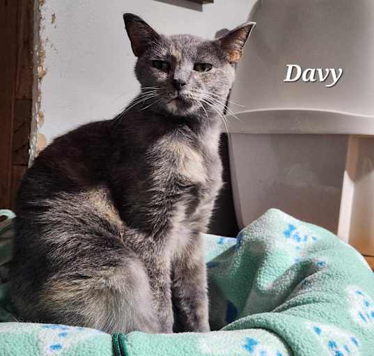 Photo of Davy