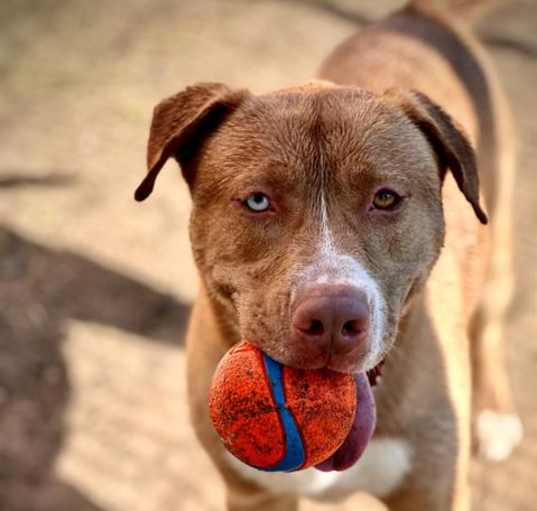 Photo of ROMEO