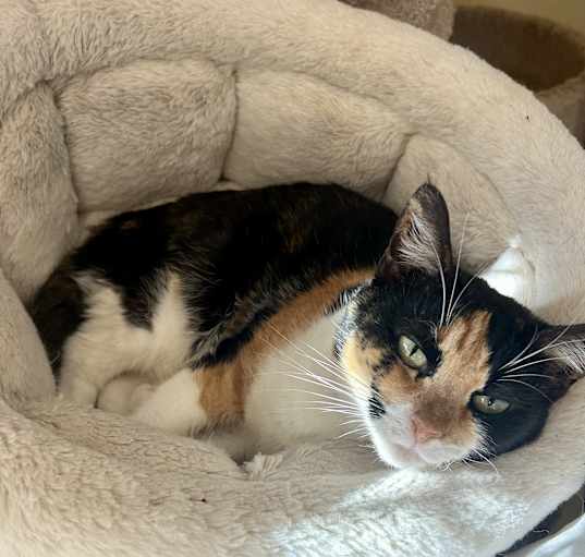 Photo of Taffy