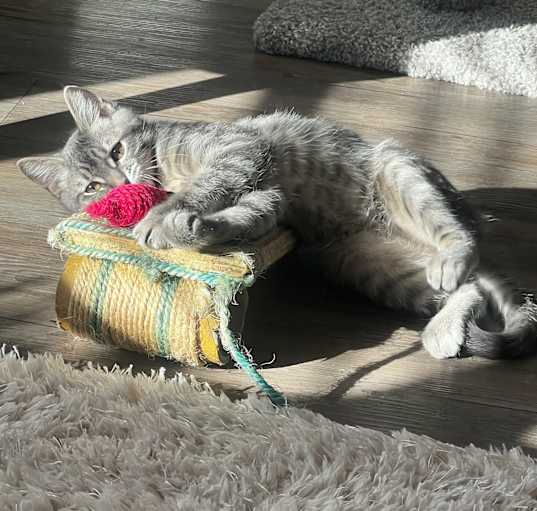 Photo of Boo