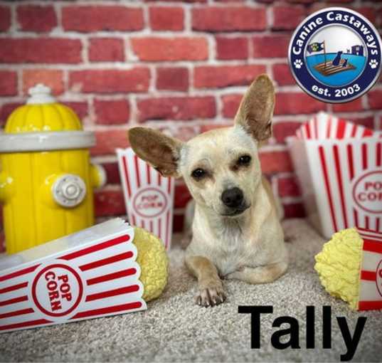 Photo of Tally