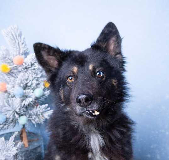 Photo of Coal