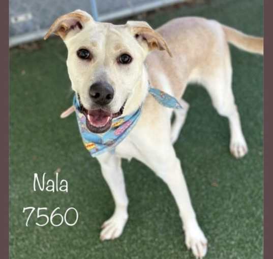 Photo of NALA