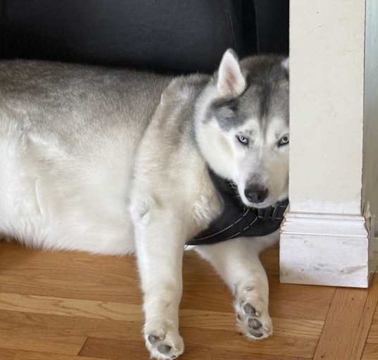 Photo of Blue