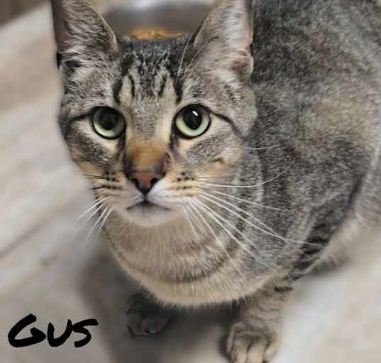 Photo of GUS