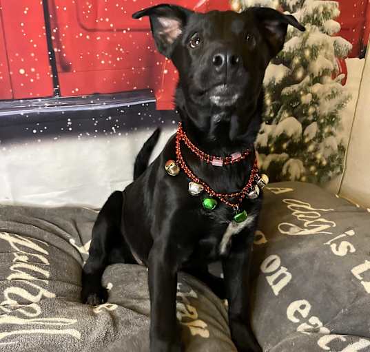 Photo of Ivy