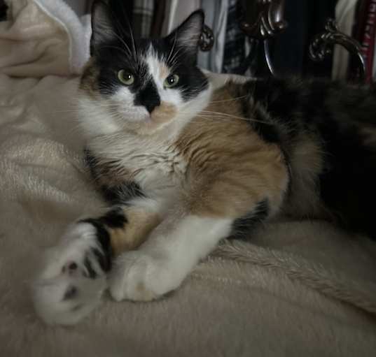 Photo of Harper