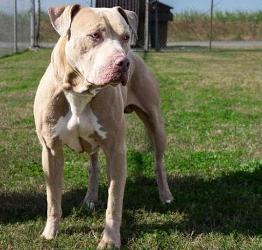 Photo of Cane