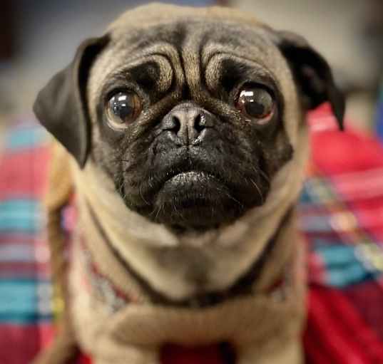 Photo of Boo-Boo