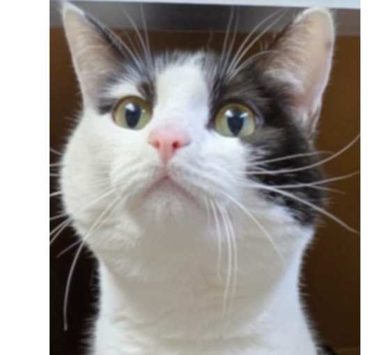 Photo of Lily