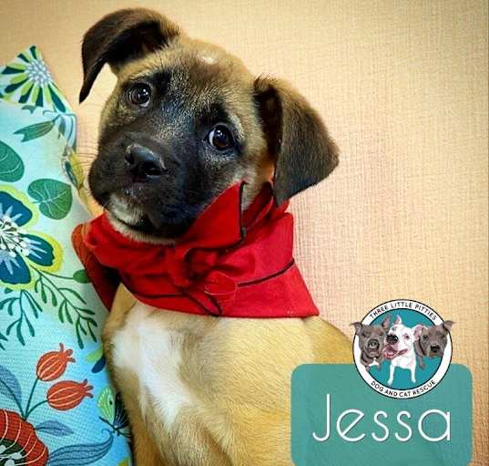 Photo of Jessa the Joyful Wiggleschmoopsie