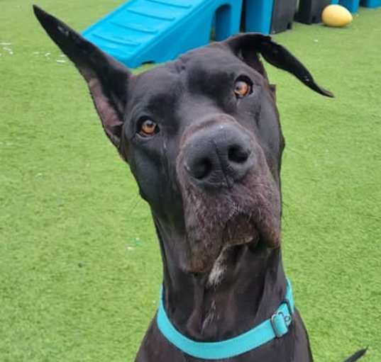 Photo of Opie