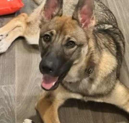 Photo of Stella