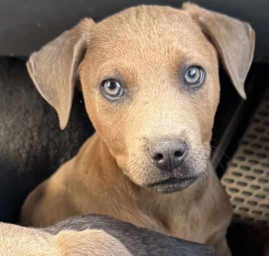 Photo of Diesel
