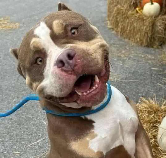 Photo of Smiley