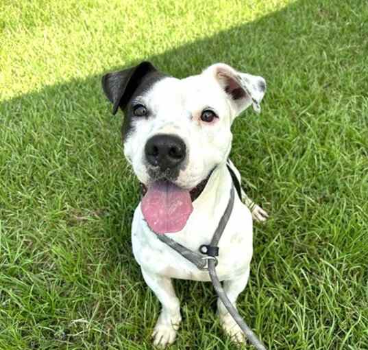 Photo of Domino